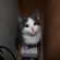 Приучи котенка к туалету