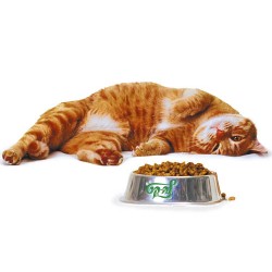 Акции для Кошек